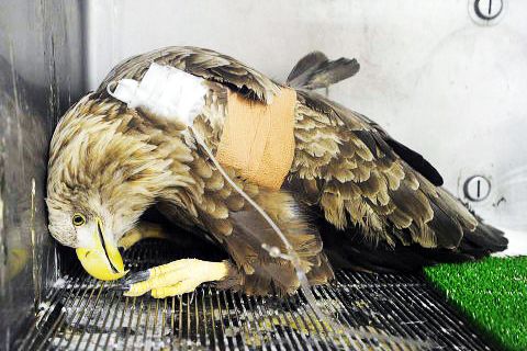 猛禽類学 Amazon.co.jp: 猛禽類学 : 山崎 亨: Japanese Books