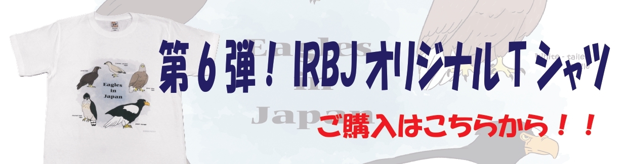 第6弾 IRBJオリジナルTシャツ 販売開始